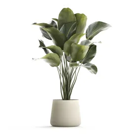 Beautiful exotic bush plant calathea lutea in a pot